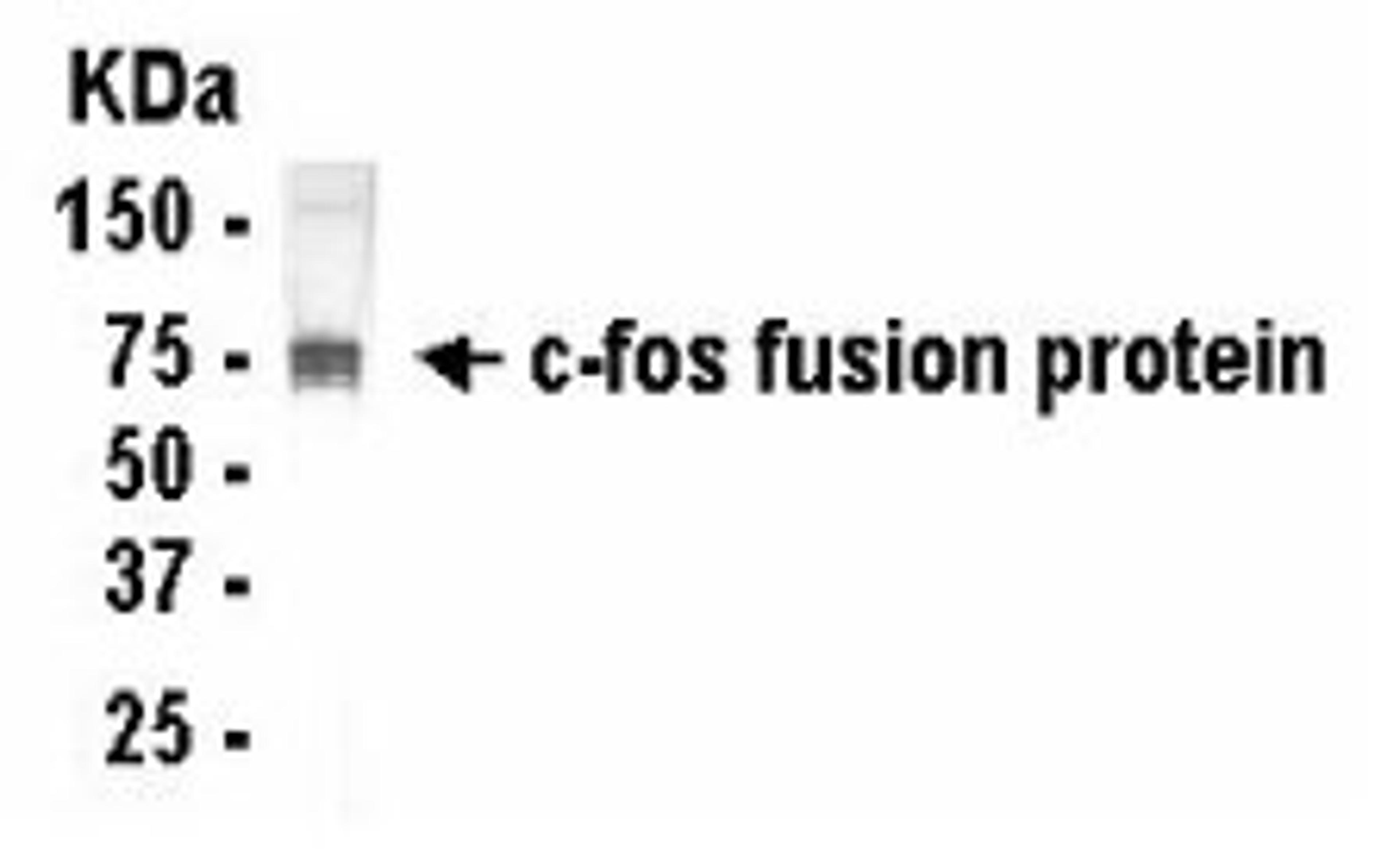 Western Blot: E coli-derived fusion protein as test antigen. Affi-anti- RGS6 IgY dilution: 1:2000, Goat anti-IgY-HRP dilution: 1:1000. Colorimetric method for signal development. Arrow points to the c-fos fusion protein