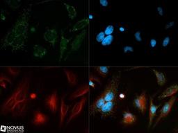 Immunocytochemistry/Immunofluorescence: Beclin 1/ATG6 Antibody [NB500-249] - Beclin 1 antibody was tested in HeLa cells with Dylight 488 (green). Nuclei and alpha-tubulin were counterstained with DAPI (blue) and Dylight 550 (red).