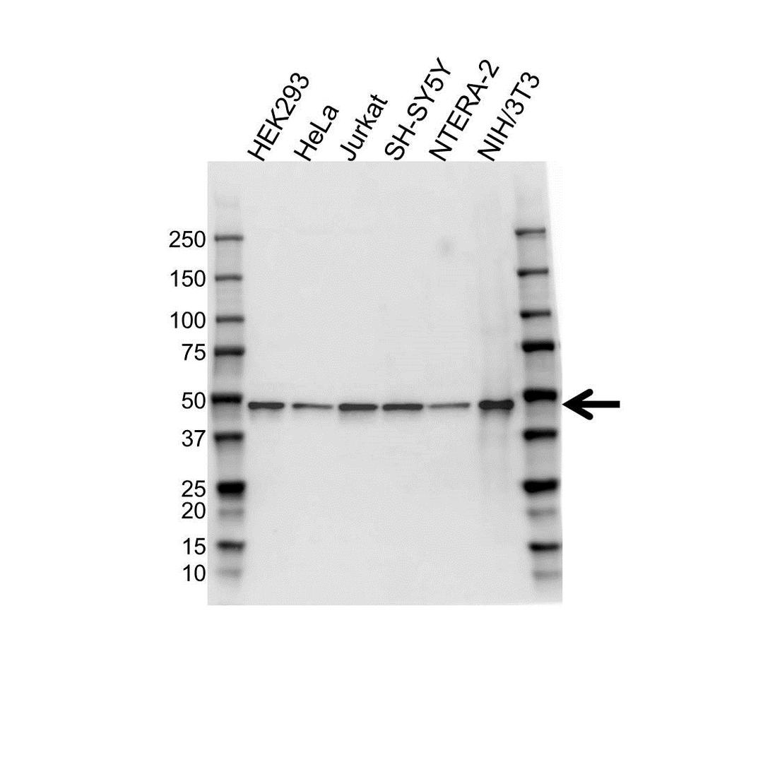 Western blot analysis of whole cell lysates probed with MEK 7 antibody