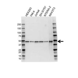 Western blot analysis of whole cell lysates probed with MEK 7 antibody