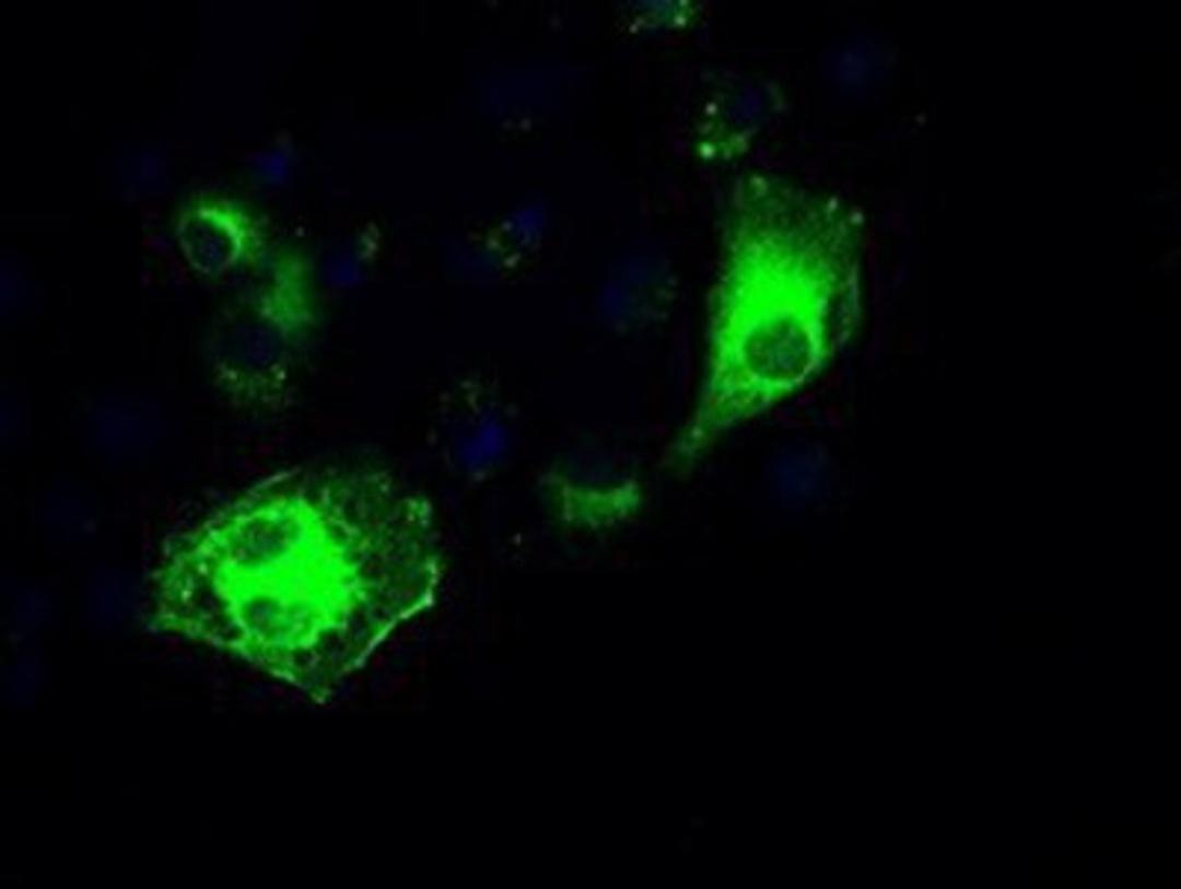 Immunocytochemistry/Immunofluorescence: IRF3 Antibody (2G3) [NBP1-47812] Staining of COS7 cells transiently transfected by pCMV6-ENTRY IRF3.