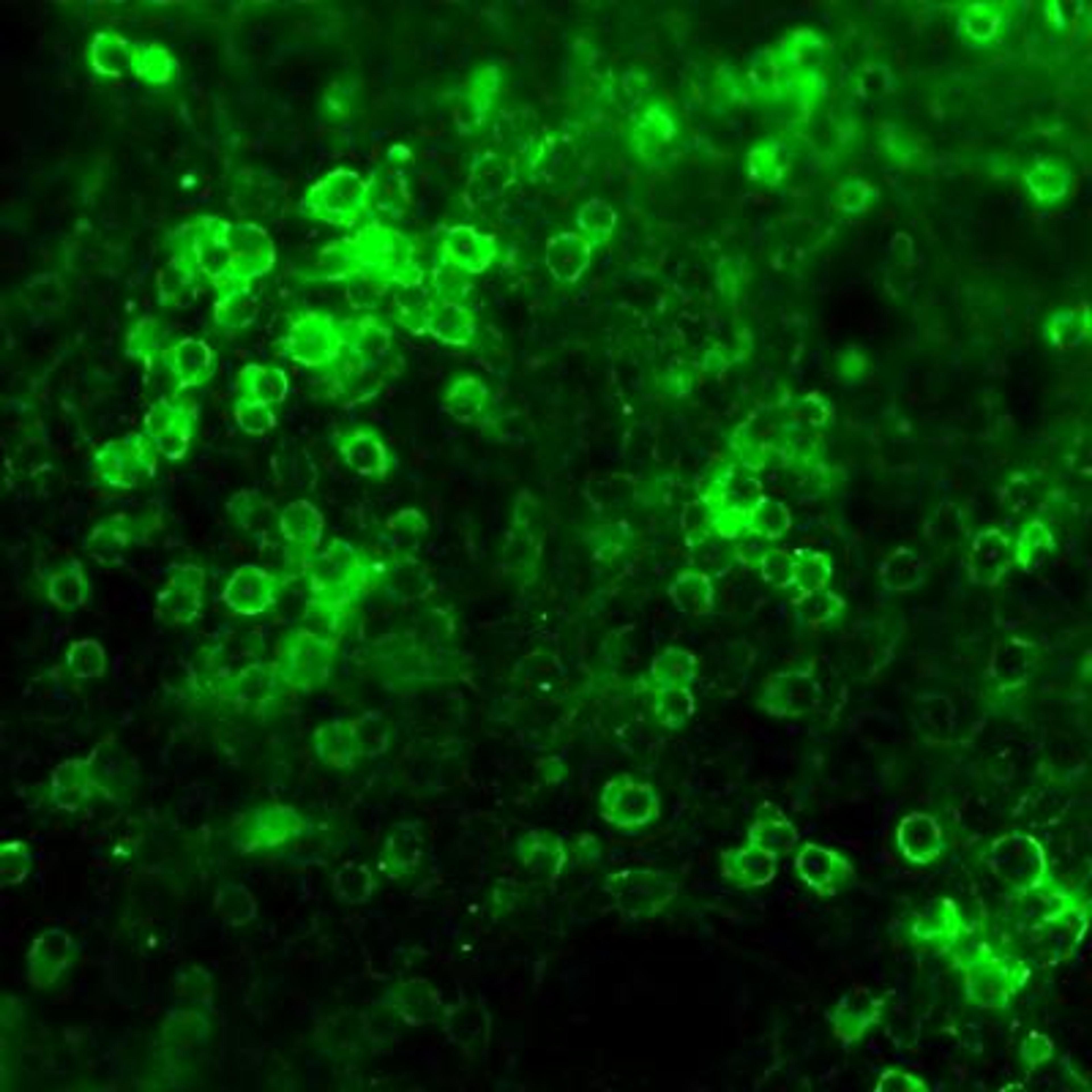 Immunocytochemistry/Immunofluorescence: Netrin-1 Antibody [NB100-1605] - Dissociated cell cultures of an e 13 mouse brain showing Netrin-1 (green staining) in neuronal precursor cells.