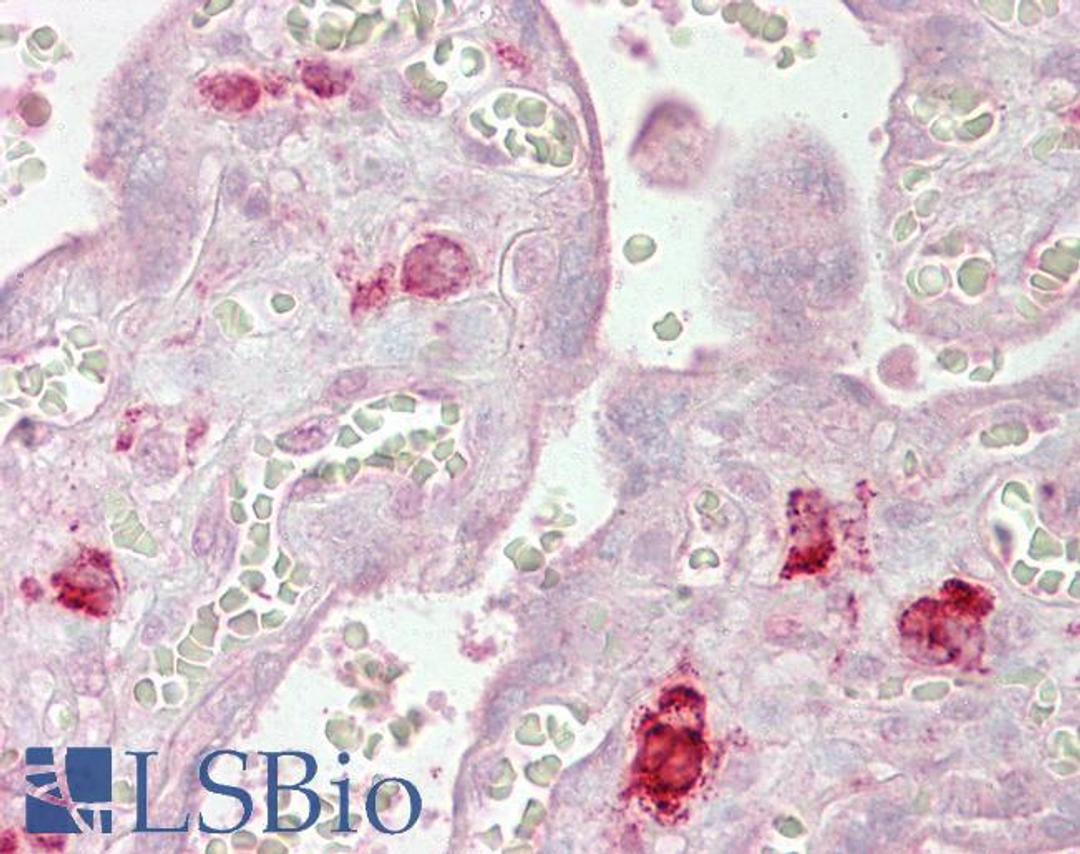 45-525 (2.5ug/ml) staining of paraffin embedded Human Placenta. Steamed antigen retrieval with citrate buffer pH 6, AP-staining.