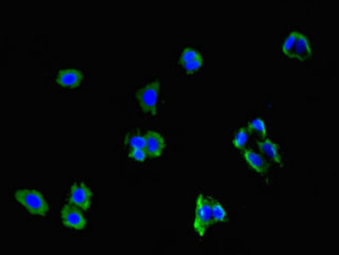 Immunofluorescent analysis of HepG2 cells using CSB-PA735965LA01HU at dilution of 1:100 and Alexa Fluor 488-congugated AffiniPure Goat Anti-Rabbit IgG(H+L)
