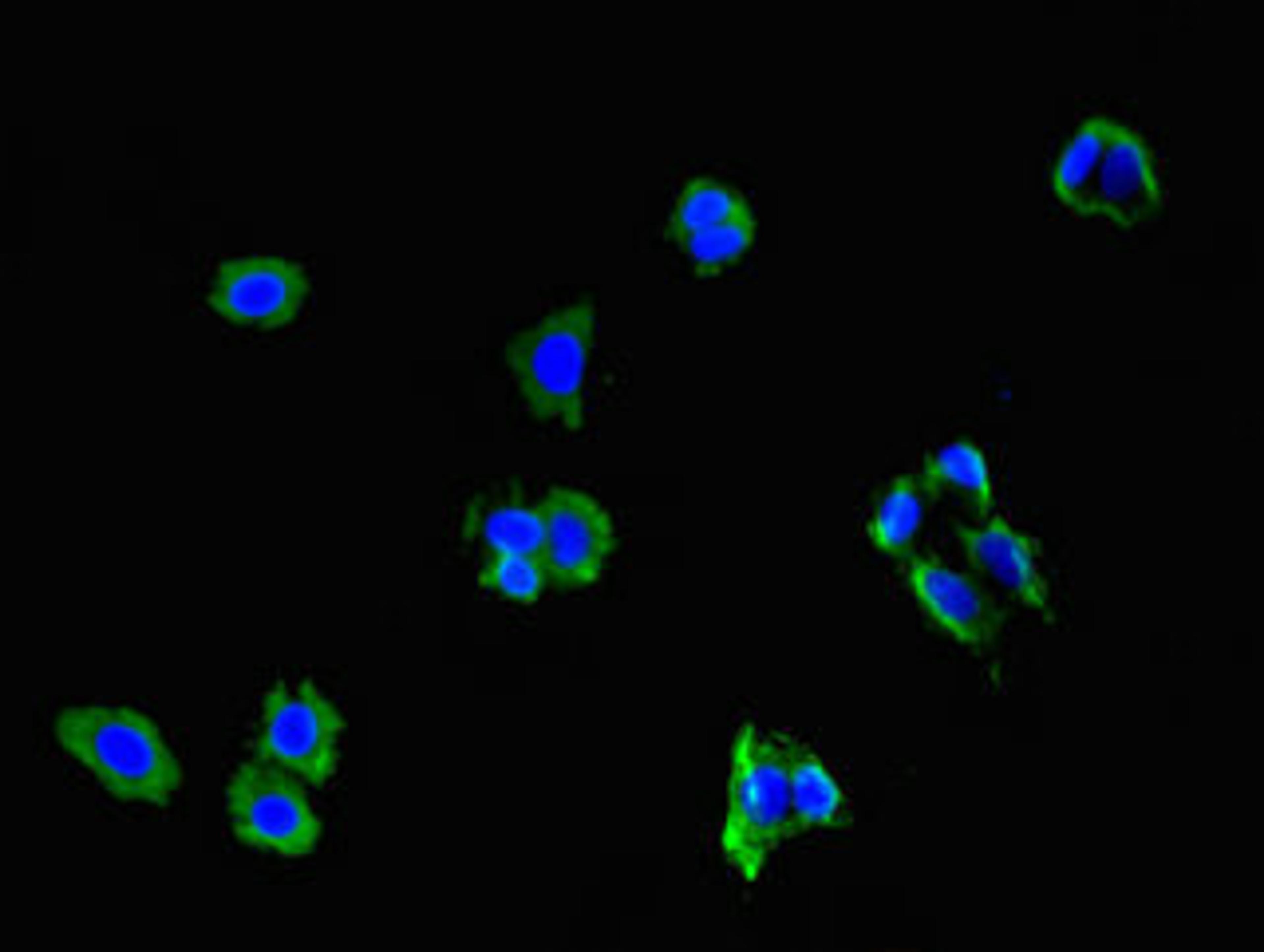 Immunofluorescent analysis of HepG2 cells using CSB-PA735965LA01HU at dilution of 1:100 and Alexa Fluor 488-congugated AffiniPure Goat Anti-Rabbit IgG(H+L)