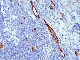 Formalin-fixed, paraffin-embedded human tonsil stained with anti-von Willebrand Factor antibody (SPM577)