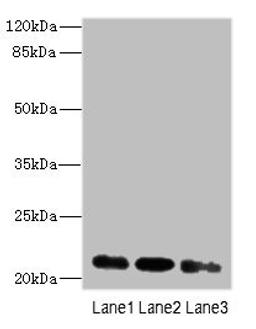 Western blot. All lanes: MRPL11 antibody at 16ug/ml. Lane 1: HepG2 whole cell lysate. Lane 2: Hela whole cell lysate. Lane 3: A549 whole cell lysate. Secondary. Goat polyclonal to rabbit IgG at 1/10000 dilution. Predicted band size: 21, 19, 20 kDa. Observed band size: 21 kDa. 