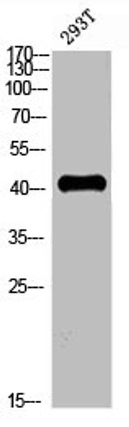 Western blot analysis of 293T whole cell lysate, antibody was diluted at 2000. Secondary antibody  was diluted at 1:20000