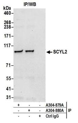 Detection of human SCYL2 by western blot of immunoprecipitates.