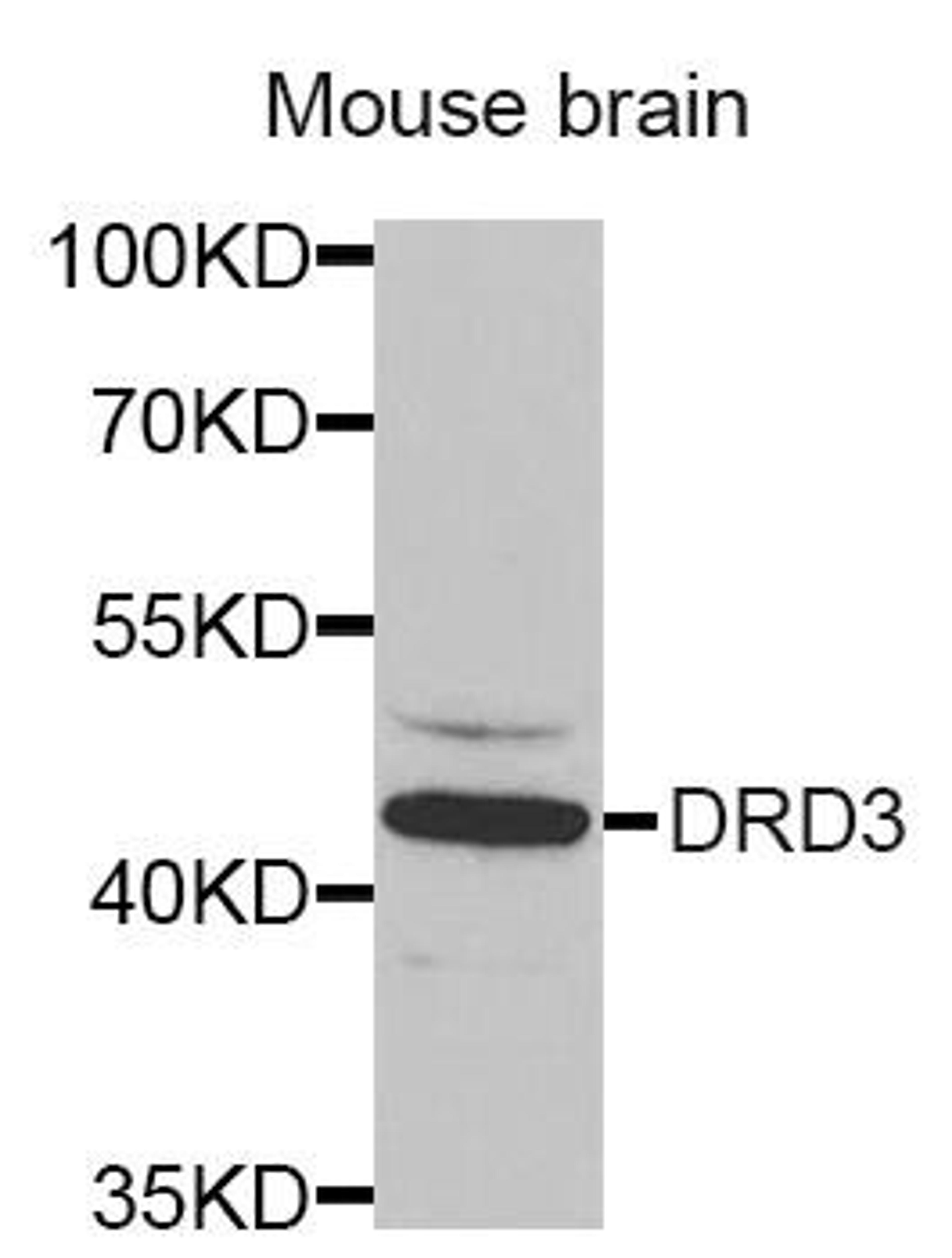 Western blot analysis of extracts of Mouse brain tissue using DRD3 antibody