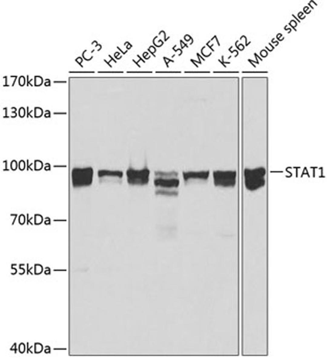 Western blot - STAT1 antibody (A0027)