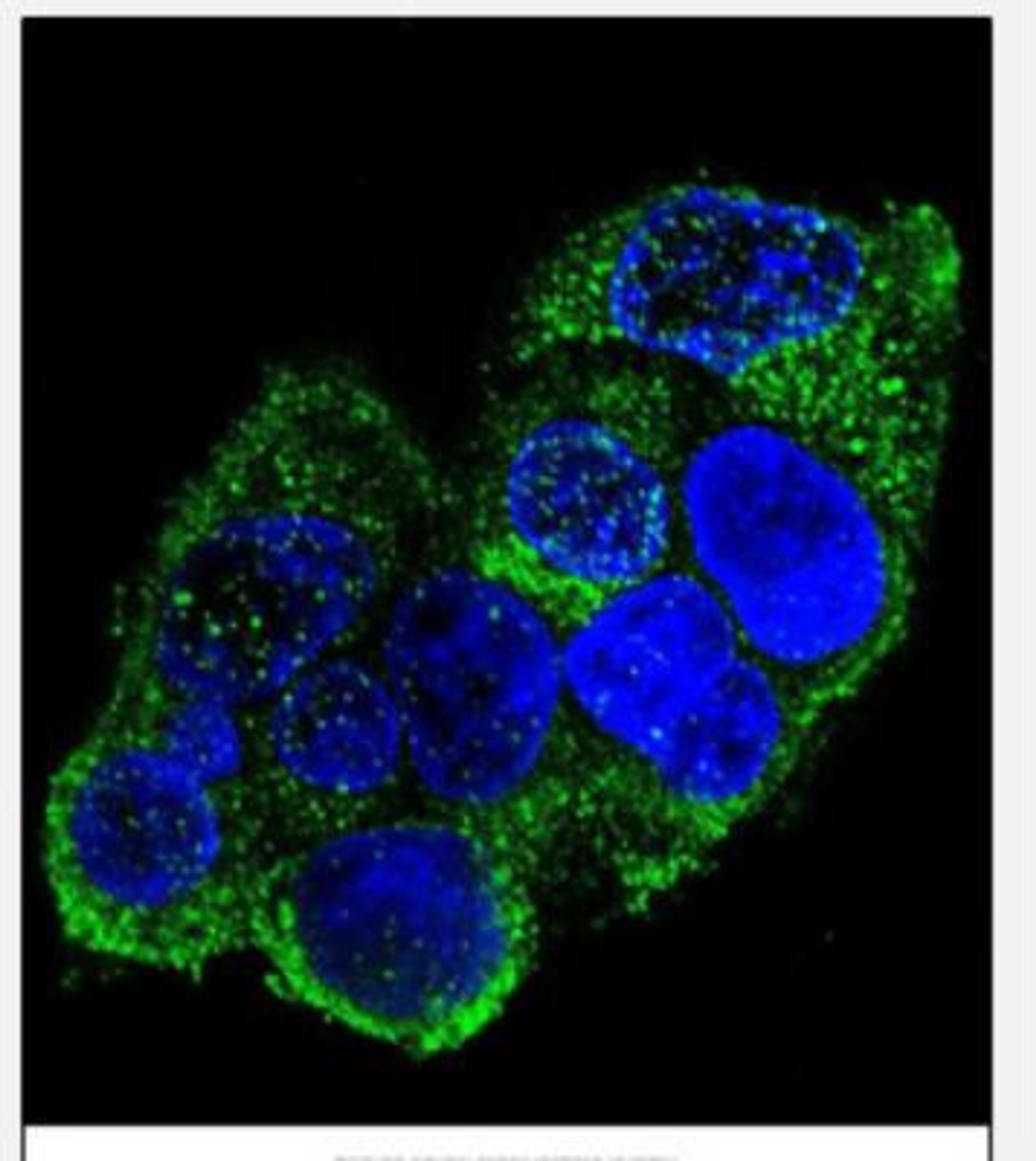 Immunocytochemistry/Immunofluorescence: COL8A2 Antibody [NBP2-30020] - Confocal immunofluorescent analysis of COL8A2 Antibody (C-term)(NBP2-30020) with HepG2 cell followed by Alexa Fluor 488-conjugated goat anti-rabbit lgG (green). DAPI was used to stain the cell nuclear (blue).