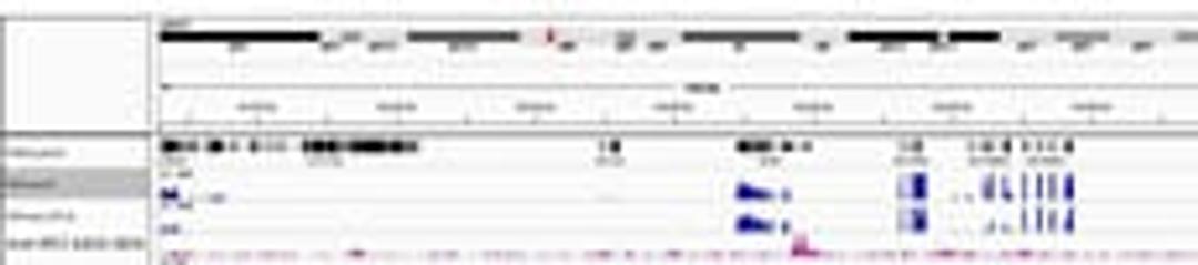 Localization of IRF2 binding sites by ChIP-Sequencing.