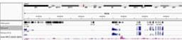 Localization of IRF2 binding sites by ChIP-Sequencing.