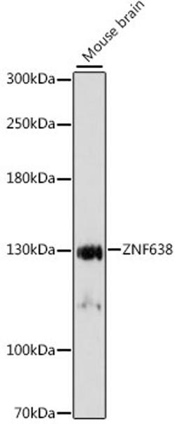 Western blot - ZNF638 antibody (A15821)