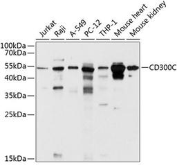 Western blot - CD300C antibody (A10420)