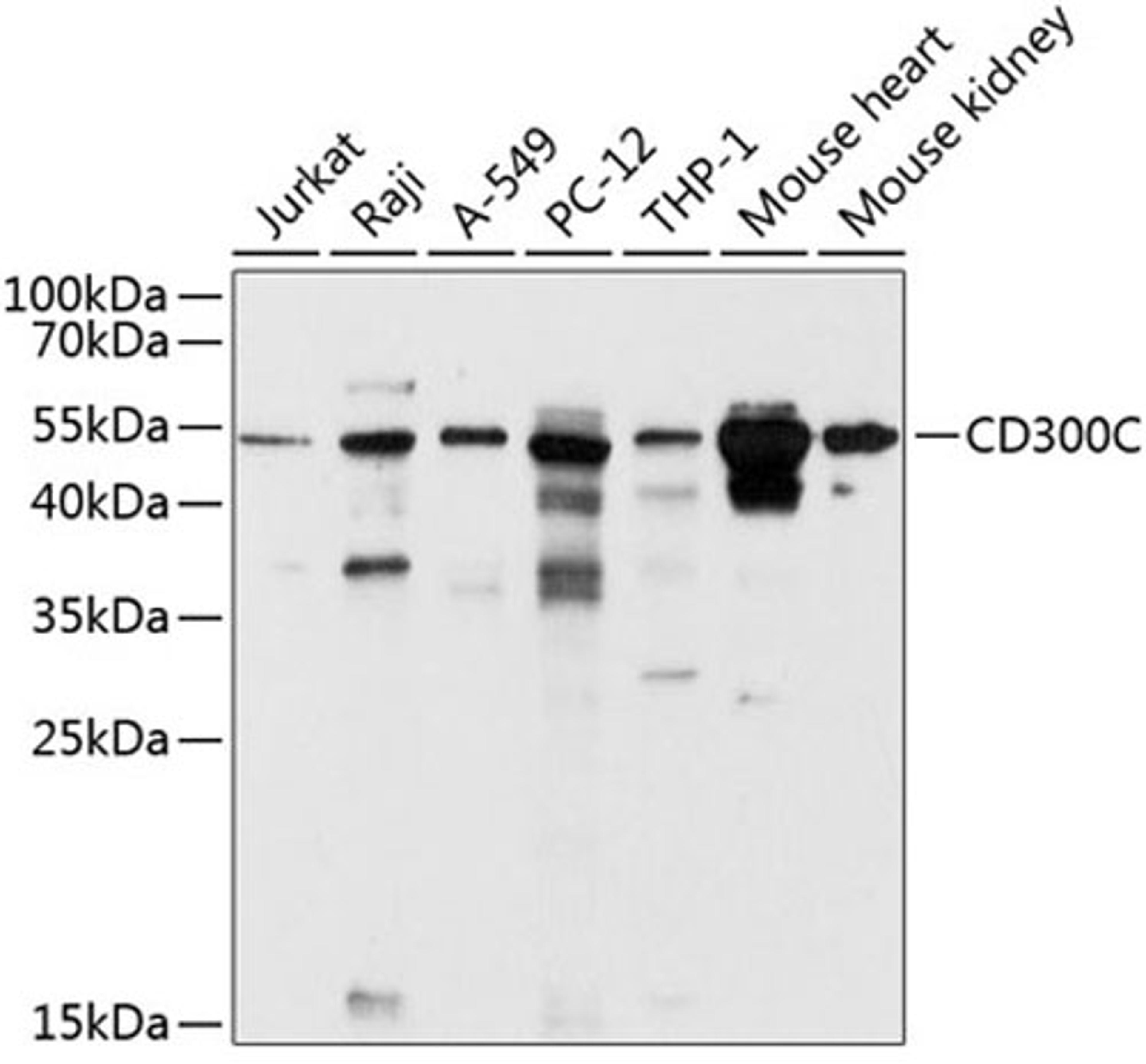 Western blot - CD300C antibody (A10420)