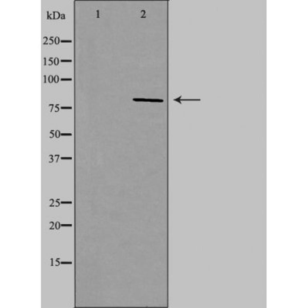 Western blot analysis of MCF-7 cells using NOC2L antibody