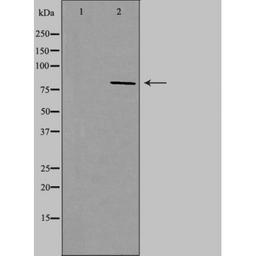 Western blot analysis of MCF-7 cells using NOC2L antibody