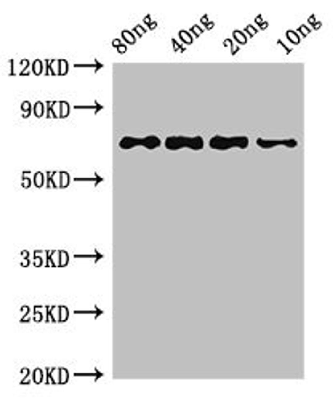 Western Blot. Positive WB detected in Recombinant protein. All lanes: htpG antibody at 3ug/ml. Secondary. Goat polyclonal to rabbit IgG at 1/50000 dilution. predicted band size: 72 kDa. observed band size: 72 kDa.