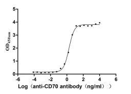 The Binding Activity of Human CD70 with Anti-CD70 recombinant antibody. Activity: Measured by its binding ability in a functional ELISA. Immobilized Human CD70 (CSB-MP004954HU1) at 2 μg/mL can bind Anti-CD70 recombinant antibody, the EC<sub>50</sub> is 1.642-2.005 ng/mL.