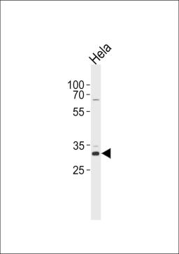 Western blot analysis in Hela cell line lysates (35ug/lane).