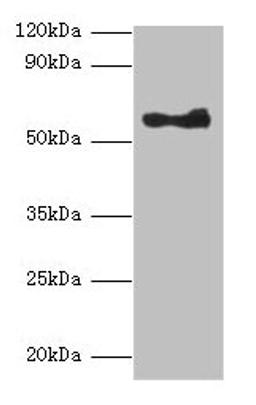 Western blot. All lanes: ANGPT1 antibody at 2µg/ml + A549 whole cell lysate. Secondary. Goat polyclonal to rabbit lgG at 1/10000 dilution. Predicted bands size: 58 kDa. Observed bands size: 58 kDa
