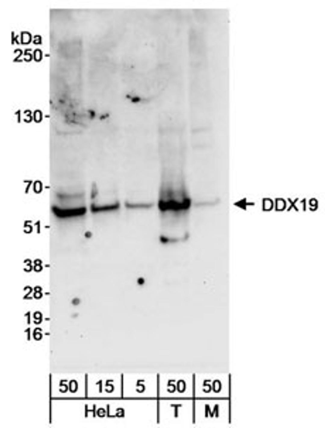 Detection of human and mouse DDX19 by western blot.