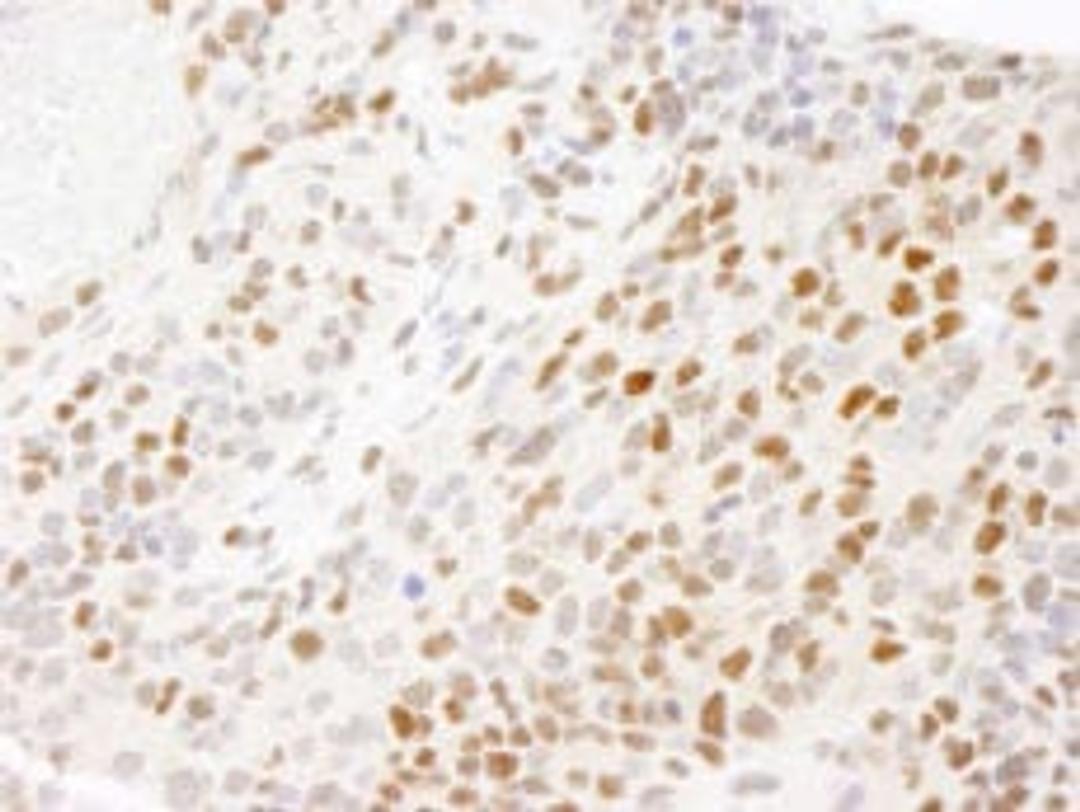 Detection of mouse RPA32 by immunohistochemistry.