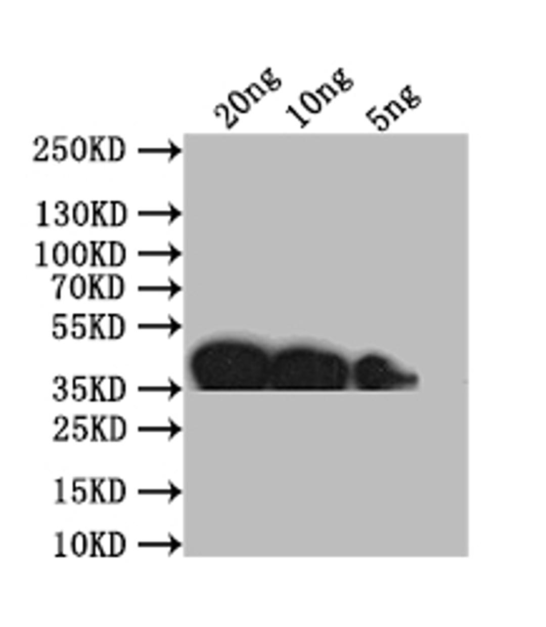 Western Blot. Positive WB detected in: recombinant protein. All lanes: ompP Antibody at 1:1000. Secondary. Goat polyclonal to rabbit IgG at 1/50000 dilution. Predicted band size: 37 kDa. Observed band size: 37 kDa. 