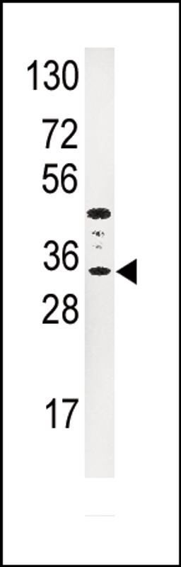 Western blot analysis of anti-IGFBP3 Antibody in HepG2 cell line lysates (35ug/lane).