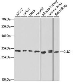 Western blot - CLIC1 antibody (A6363)