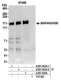 Detection of human MAP4K4/HGK by western blot of immunoprecipitates.