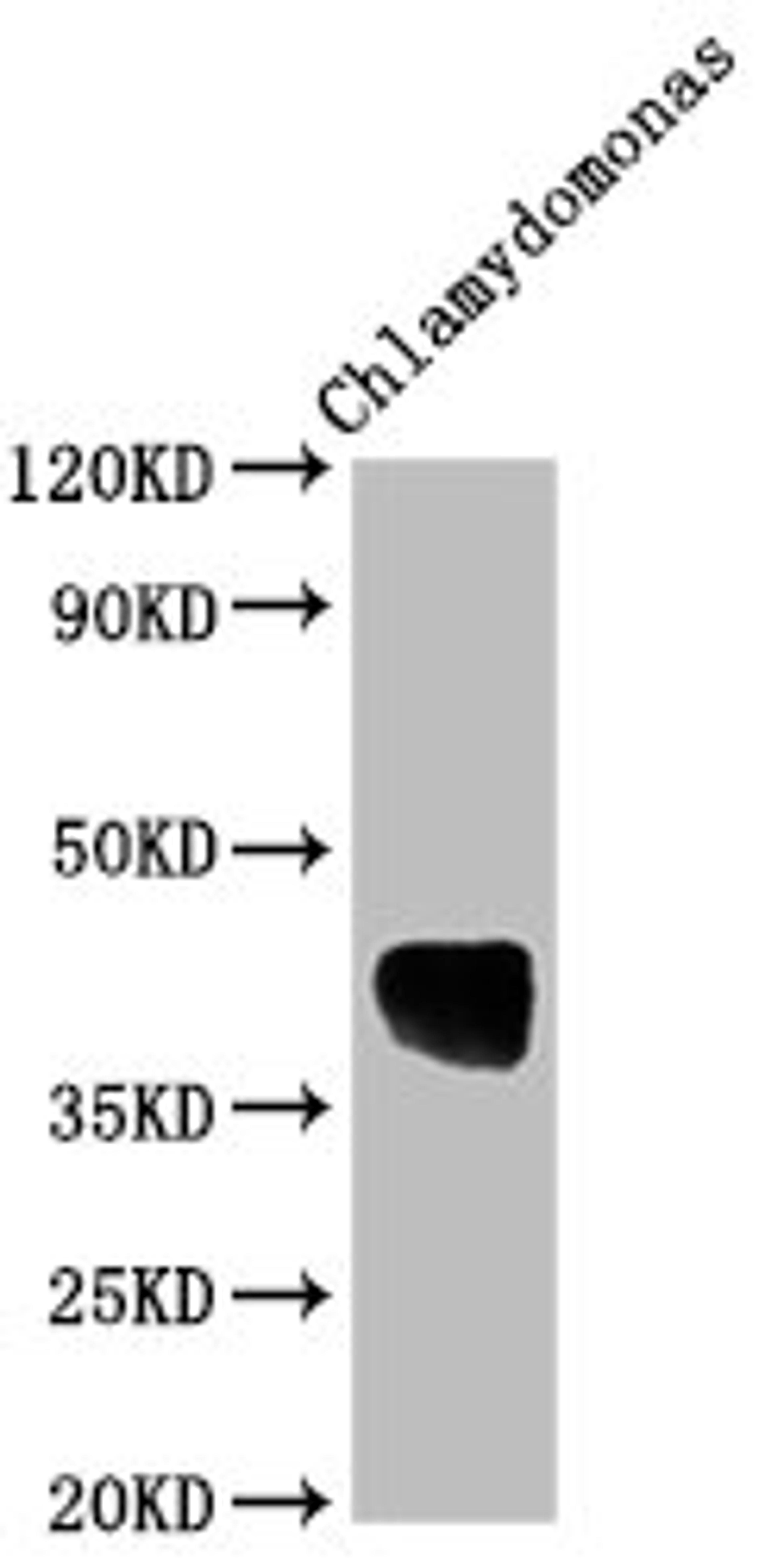 Western Blot. Positive WB detected in: Chlamydomonas tissue. All lanes: AOX1 antibody at 1:2000. Secondary. Goat polyclonal to rabbit IgG at 1/50000 dilution. Predicted band size: 39 kDa. Observed band size: 39 kDa.