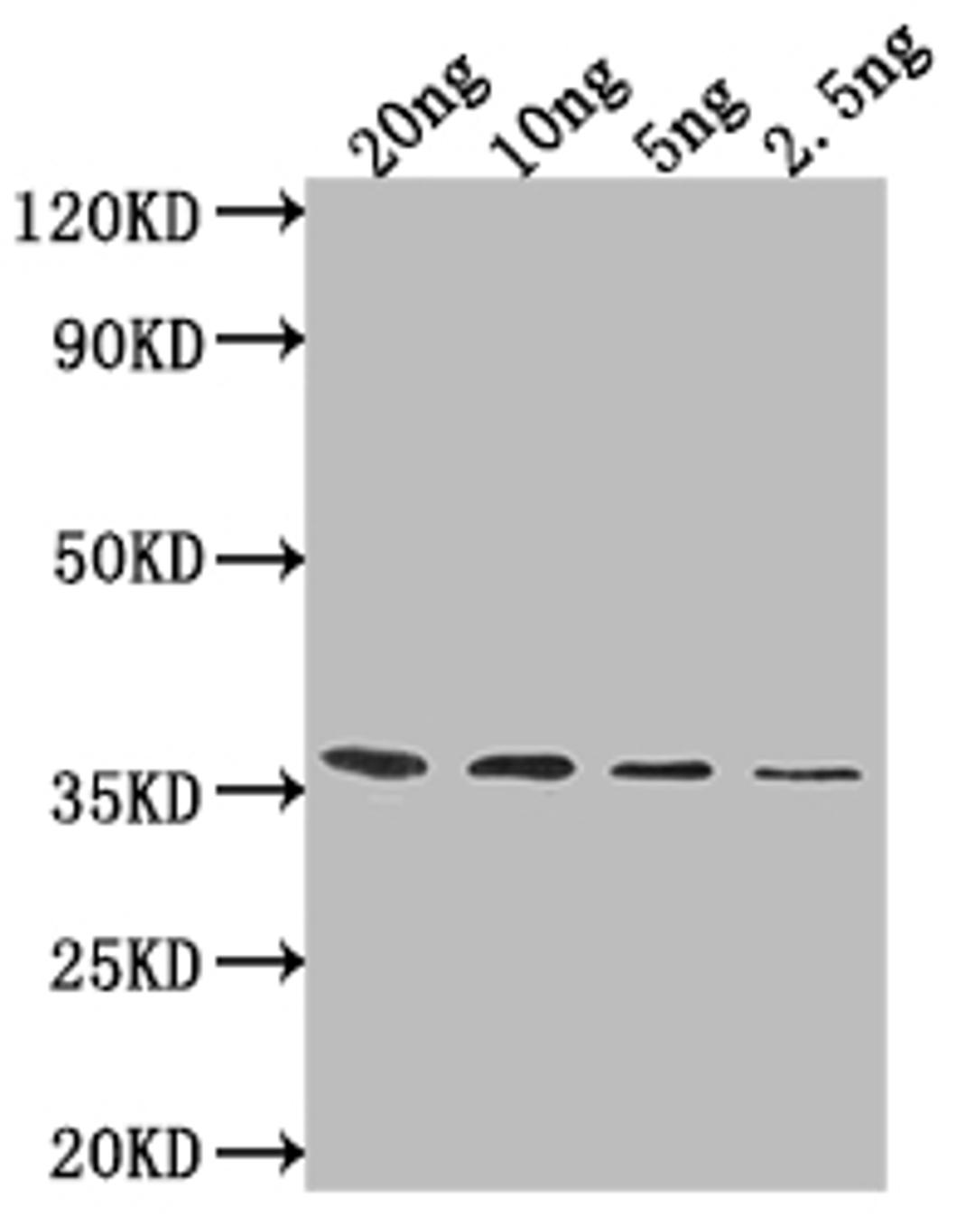 Western Blot. Positive WB detected in Recombinant protein. All lanes: ATG32 antibody at 1:2000. Secondary. Goat polyclonal to rabbit IgG at 1/50000 dilution. Predicted band size: 32.8 kDa. Observed band size: 35 kDa. 