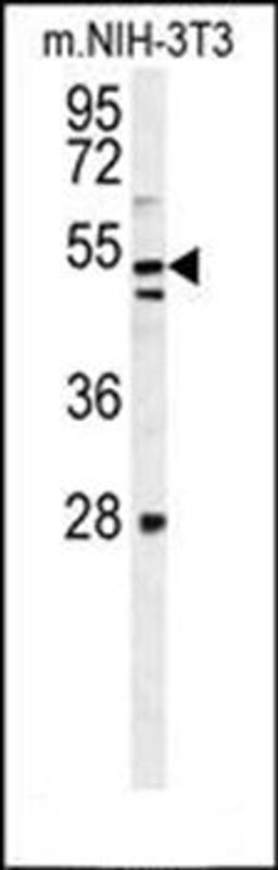 Western blot analysis of mouse NIH-3T3 cell line lysates (35ug/lane) using K1609 antibody (C-term)