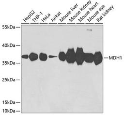 Western blot - MDH1 antibody (A7563)