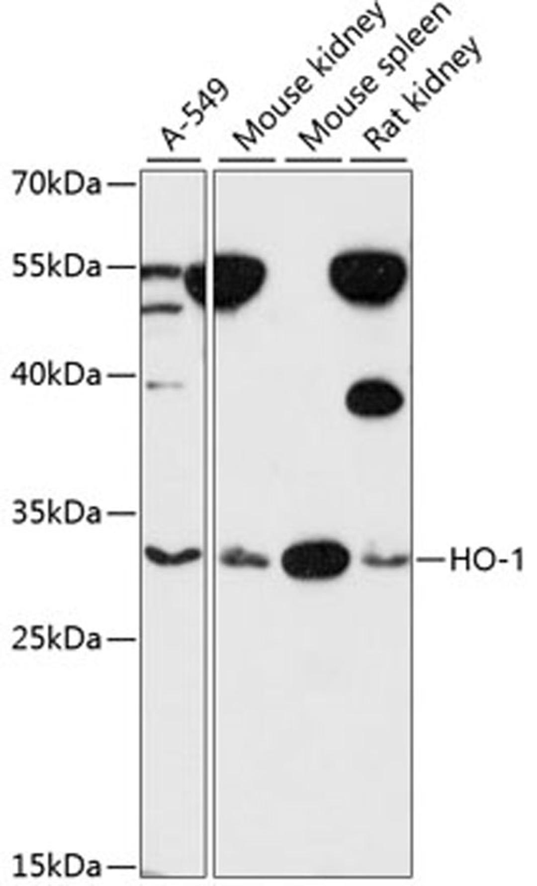 Western blot - HO-1 antibody (A11102)