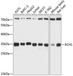 Western blot - ECH1 Antibody (A12944)