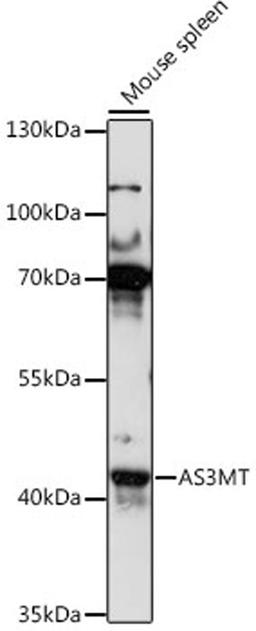 Western blot - AS3MT antibody (A16138)