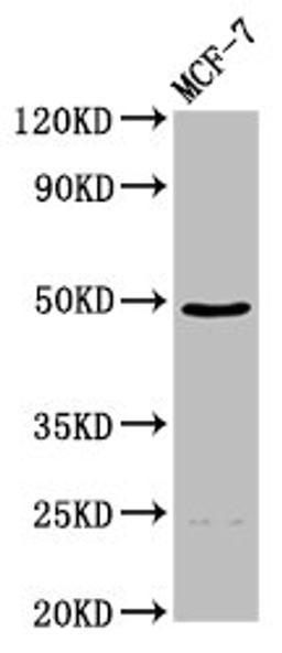 Western Blot. Positive WB detected in: MCF-7 whole cell lysate. All lanes: ECM1 antibody at 4.5µg/ml. Secondary. Goat polyclonal to rabbit IgG at 1/50000 dilution. Predicted band size: 61, 47, 20, 64 kDa. Observed band size: 47 kDa