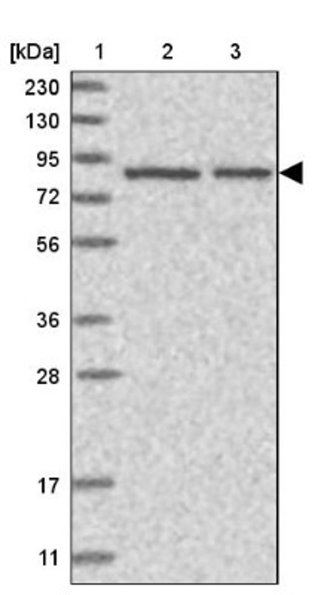 Western Blot: hnRNP-R Antibody [NBP1-89676] - Lane 1: Marker [kDa] 230, 130, 95, 72, 56, 36, 28, 17, 11<br/>Lane 2: Human cell line RT-4<br/>Lane 3: Human cell line U-251MG sp