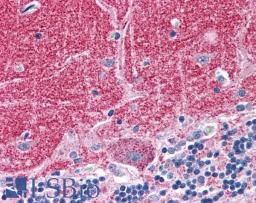 46-353 (3.75ug/ml) staining of paraffin embedded Human Cerebellum. Steamed antigen retrieval with citrate buffer pH 6, AP-staining.