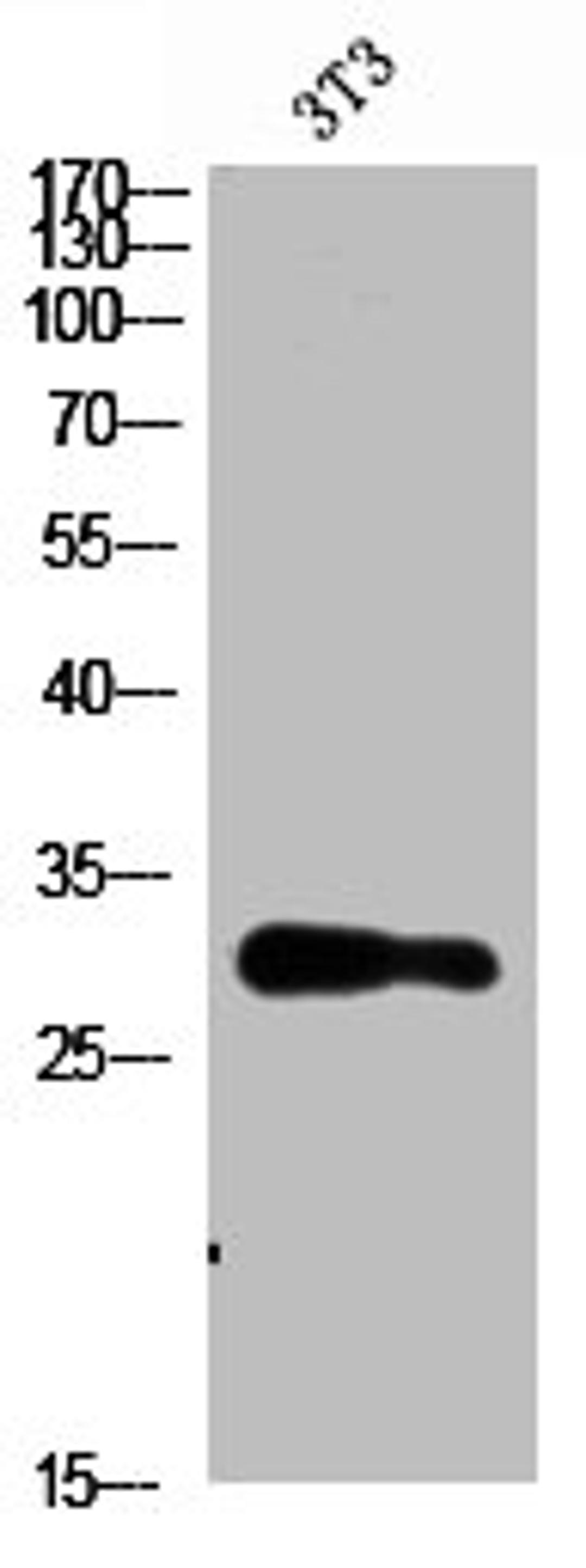 Western Blot analysis of 3T3 cells using Nanos Homologue 1 (NANOS1) Polyclonal Antibody diluted at 1:1500. Secondary antibody  was diluted at 1:20000