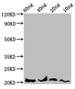 Western Blot. Positive WB detected in Recombinant protein. All lanes: LEP antibody at 4.7µg/ml. Secondary. Goat polyclonal to rabbit IgG at 1/50000 dilution. Predicted band size: 21 kDa. Observed band size: 21 kDa