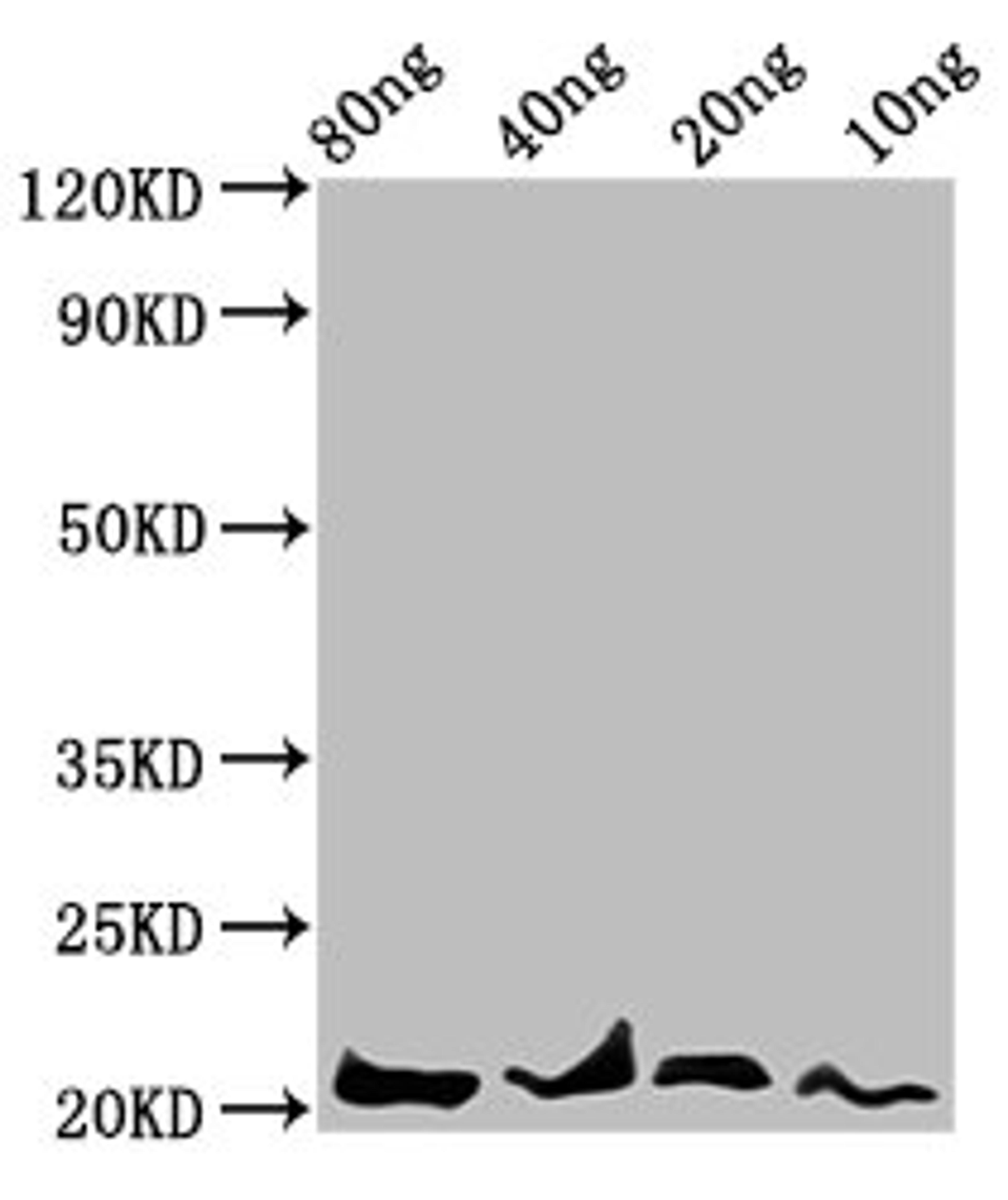 Western Blot. Positive WB detected in Recombinant protein. All lanes: LEP antibody at 4.7µg/ml. Secondary. Goat polyclonal to rabbit IgG at 1/50000 dilution. Predicted band size: 21 kDa. Observed band size: 21 kDa