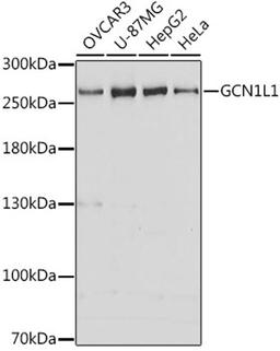 Western blot - GCN1L1 antibody (A13075)