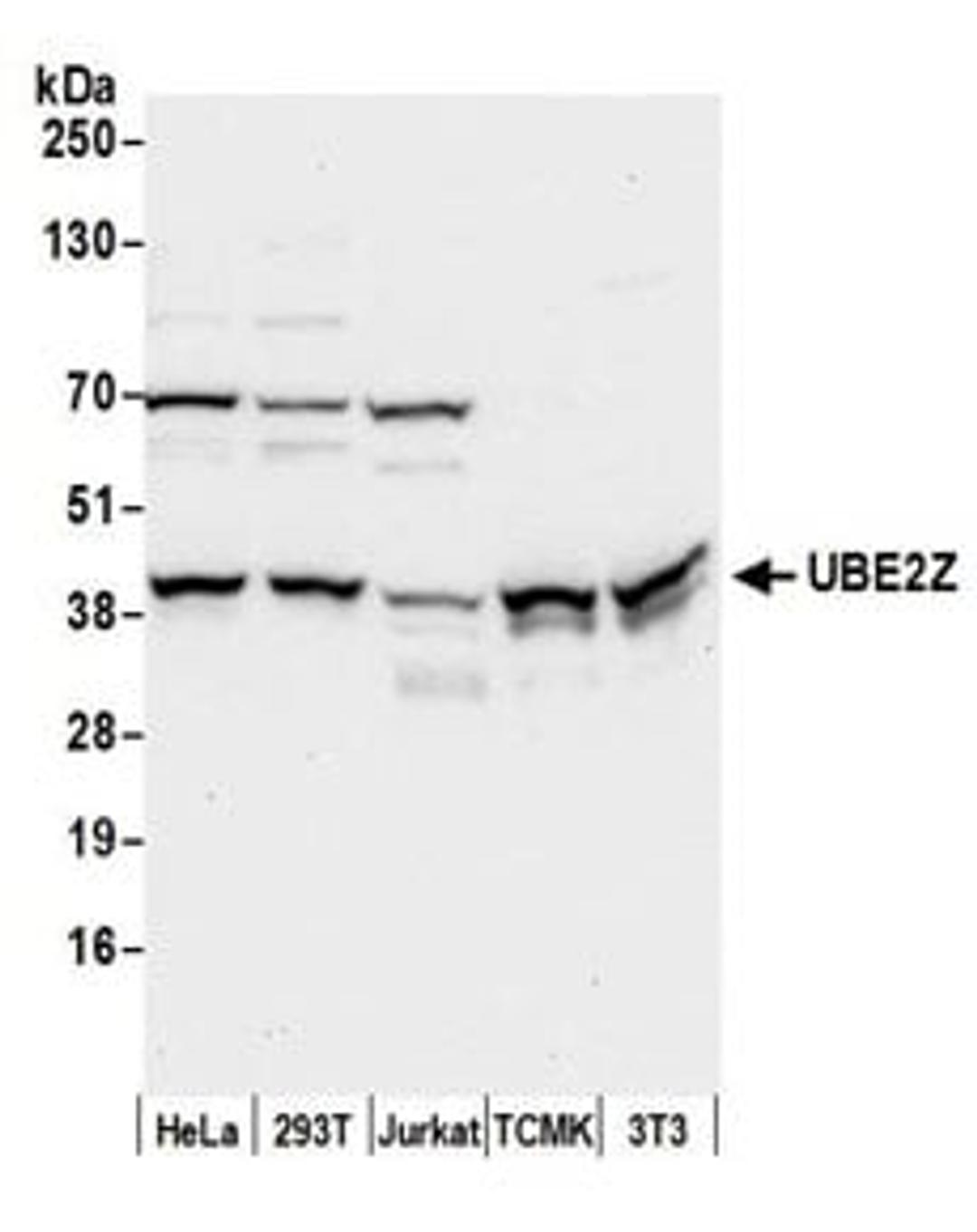 Detection of human and mouse UBE2Z by western blot.