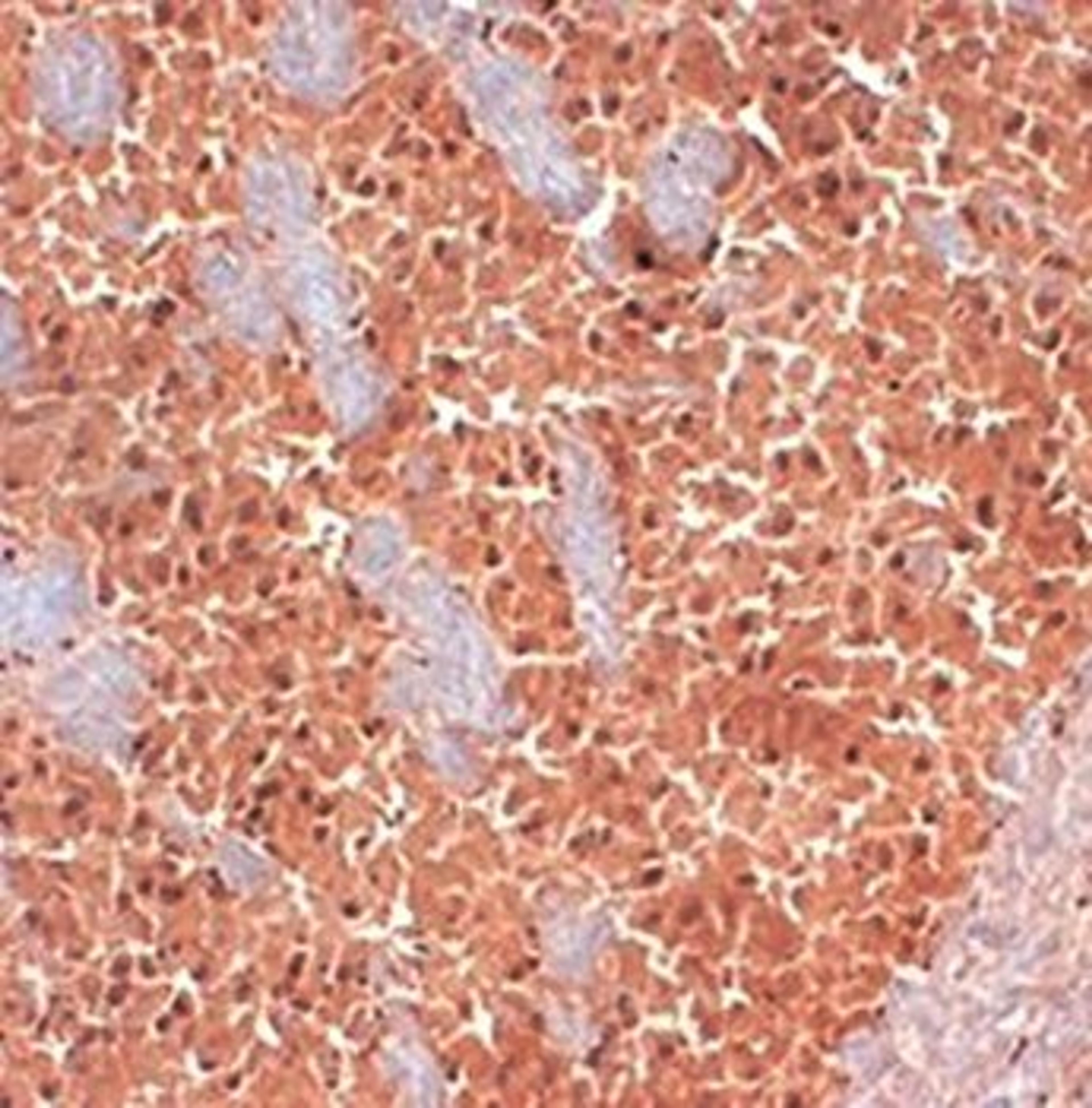 IHC-P of frozen sections of mouse brain using KCNQ2 antibody