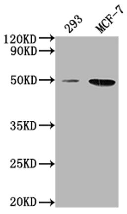 Western Blot. Positive WB detected in: 293 whole cell lysate, MCF-7 whole cell lysate. All lanes: ATF4 antibody at 1:2000. Secondary. Goat polyclonal to rabbit IgG at 1/50000 dilution. Predicted band size: 39 kDa. Observed band size: 50 kDa. 